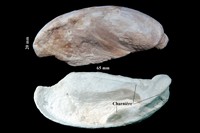Valve Toucasia carinata